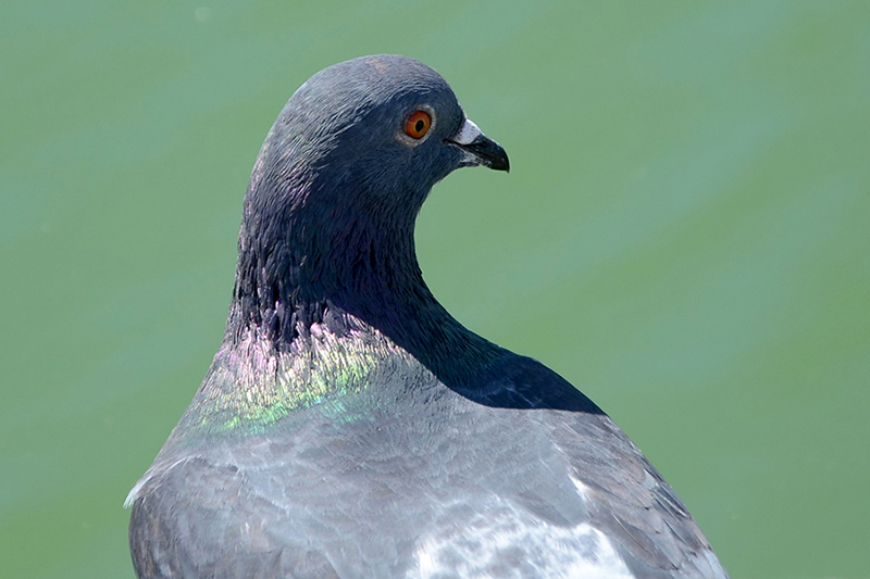 pigeon